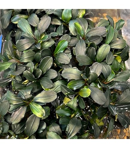 Amazon.co.jp: ブセファランドラ ソルディデュラブルー Bucephalandra